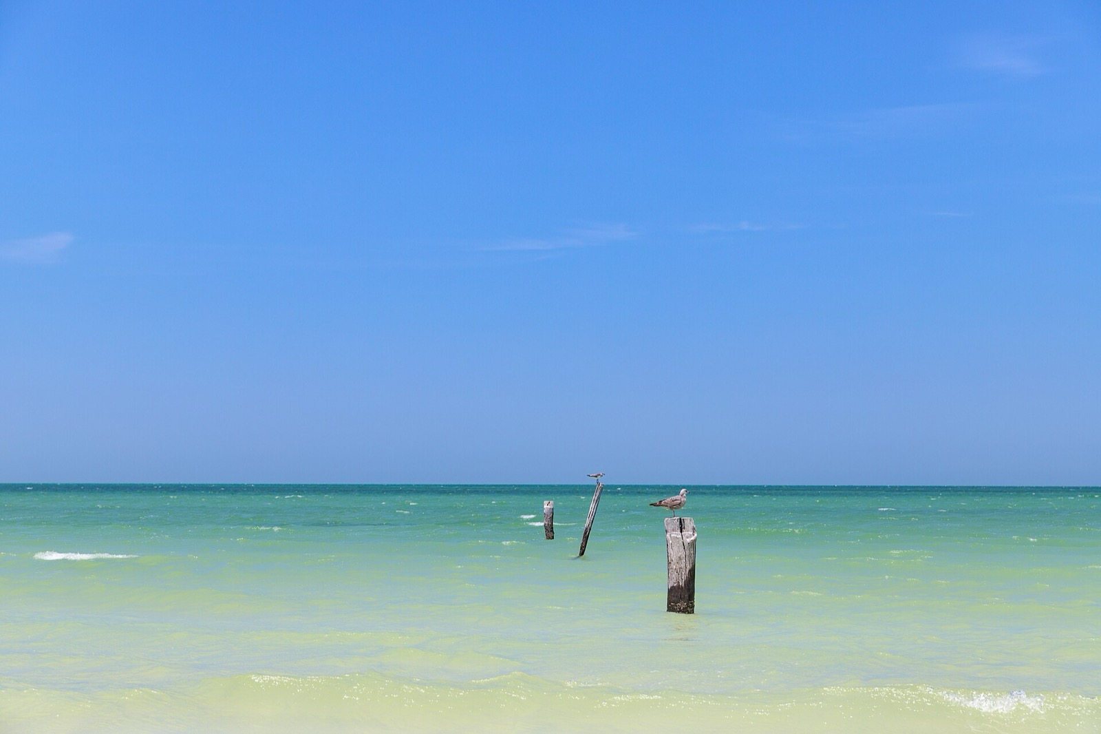 Gulls perched on old wooden posts in the shallow sea