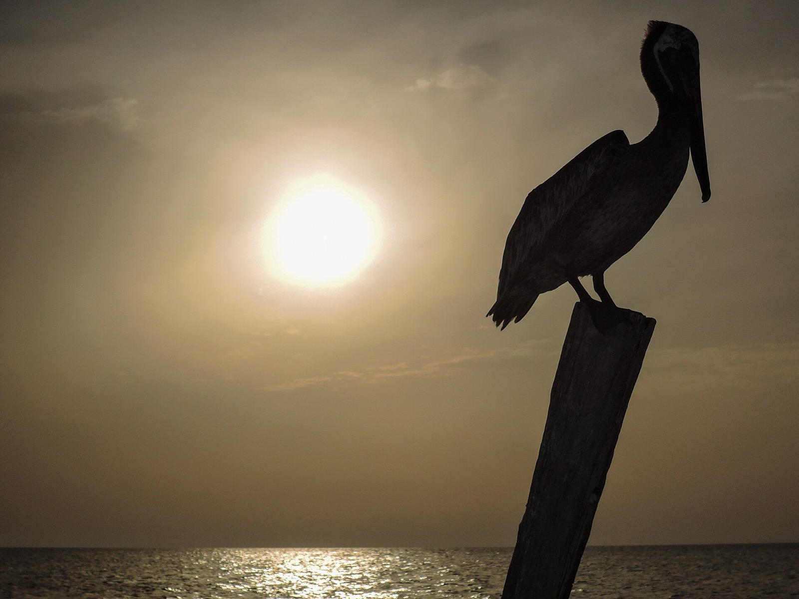 A pelican silhouetted on a post at sunset over the sea