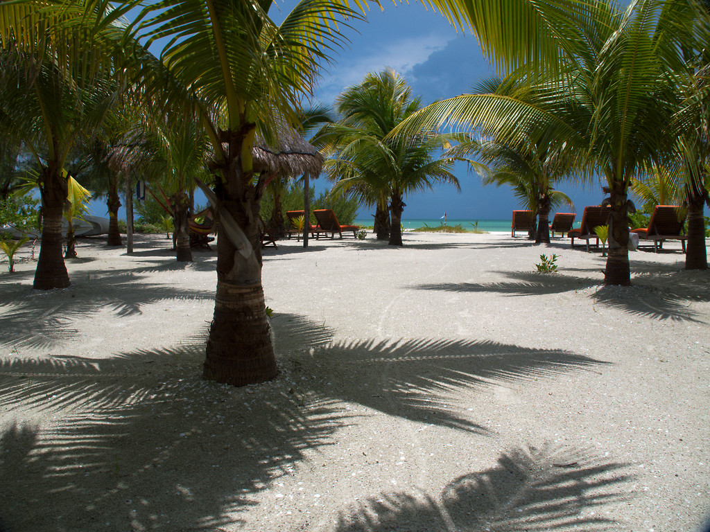 Palm trees casting shadows on white sand on Holbox, with the sea beyond